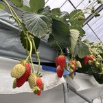 SYMBIOSIS FARM by YANMAR - 料理写真: