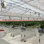 果樹花ふぁーむ - 内観　この日は6種類のいちごが食べられた