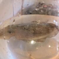 日本料理 別府 廣門 - 
