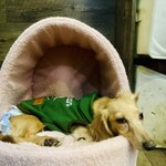 保護犬カフェ - 料理写真: