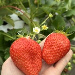 姫路ハートフル観光農園 - 