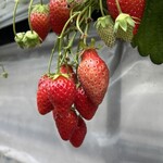 姫路ハートフル観光農園 - 