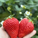 姫路ハートフル観光農園 - 