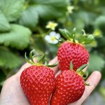 姫路ハートフル観光農園 - 