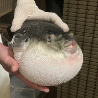 ふぐ御料理處 でん - 