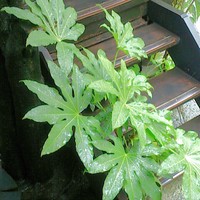 蕎麦懐石 無庵 - 【最新】軒先のヤツデ