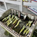 わさび園　かどや - 