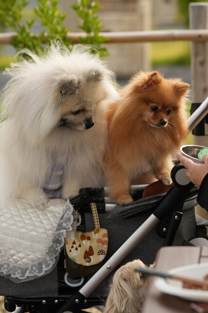 牛タンスタンド 閖上本店 - 美田園（弁当）の写真