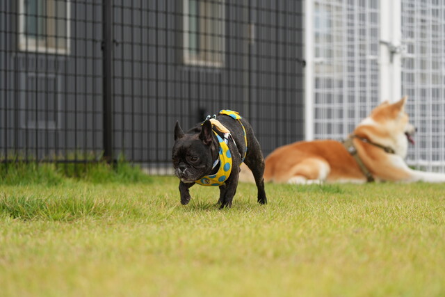 牛タンスタンド 閖上本店 - 美田園（弁当）の写真