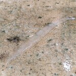 神田錦町 鮨たか晴 - ノレソレ