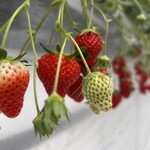 果樹花ふぁーむ - いちごいっぱい