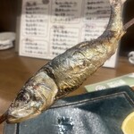 炉端かしわ屋 治兵衛 名駅 - 