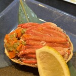 たぬき ラクーンドッグ - 