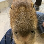 カピねこカフェ - 