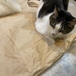 カピねこカフェ - 