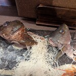 大垣お魚市場 - 刺身定食の残骸（残った尾頭）多分、カサゴ？とイサキ？