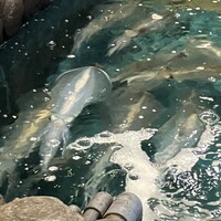 河太郎 中洲本店 - 