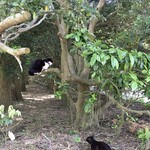 ドリプレ・ローズガーデン　カフェ - 