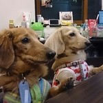 カフェジョン - 店長ジョン君と保護犬の茶色のチャロ君