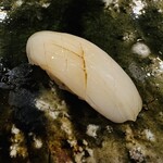 鮨桂太 - 墨烏賊