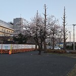 キッチン ブルー グローブ - 近くの公園、梅の木？桜かな？