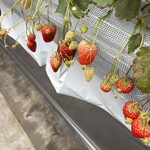ストロベリーファーム ふじもと - 