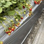 ストロベリーファーム ふじもと - 