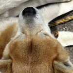 串焼き BUBU-TON - 