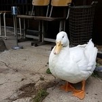 らーめんとcafe＋ベジ engawa - 