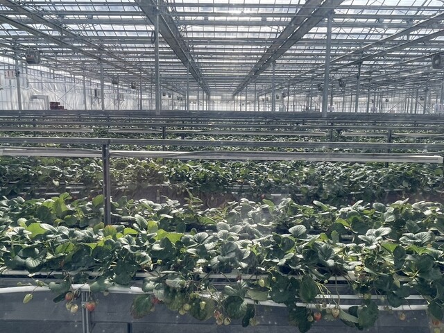 ネクサスファームおおくま（NEXUSFARM OKUMA） - 大野（その他）の写真