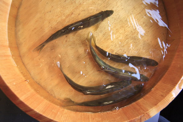 いち井（いちい） - 郡山（日本料理）の写真