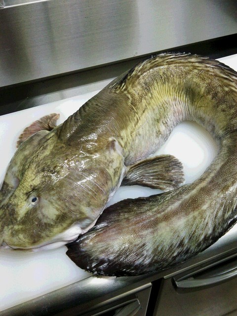 写真 Kitchen 味人 アジト 天満 居酒屋 食べログ