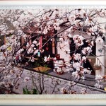 ティーハウス ローズマリー - １周年記念に撮影した写真　今年はいつ満開になるだろうか？