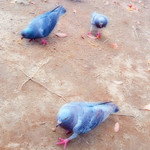 ラ・ディッシュ - パンを狙ってくる鳩たちヽ(`Д´#)ﾉ