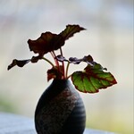 仁木家 お箸で食べる蕎麦とフレンチ - 