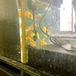 ライム ライト - 