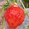 雅ファーム 苺いちえ