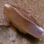 すし家 一柳 - 2014/6