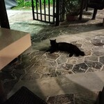 Beach House Grill - どこからか首輪をつけた猫ちゃんが来て、ゴロン❤
