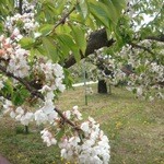 Haraguchi Soba - さくらんぼの花