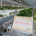 花立山ファーム - ハウス内(おいCベリー)