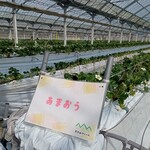 花立山ファーム - ハウス内(あまおう)