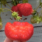 花立山ファーム - いちご(断面)