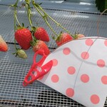 花立山ファーム - いちご