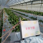 花立山ファーム - ハウス内(かおり野)