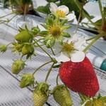 花立山ファーム - いちごの花