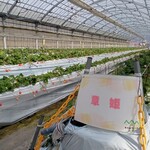 花立山ファーム - ハウス内(章姫)