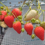 花立山ファーム - いちご