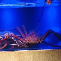 湘南沖地蟹専門店ふじ月 - 