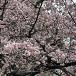 尾崎牛と直送海鮮 個室居酒屋 しおり - 